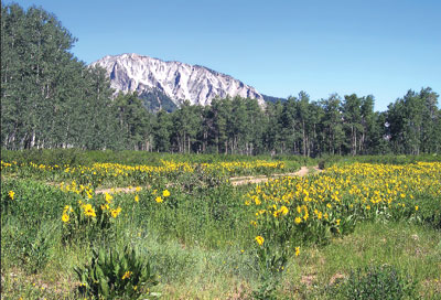 Arnica in full bloom on top of Kebler Pass near Crested Butte, Colorado