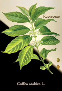 Coffea Arabica L., modified from a 1889 original