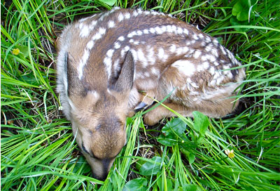 Fawn photographed in the Jemez mountains of northern New Mexico by Hal Nelson