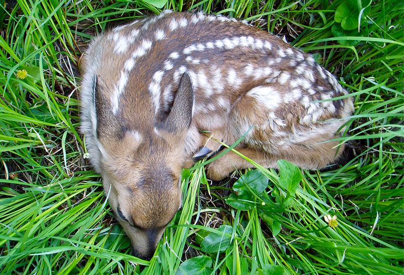Fawn, photographed in the Jemez Mountains of New Mexioco by Hal Nelson