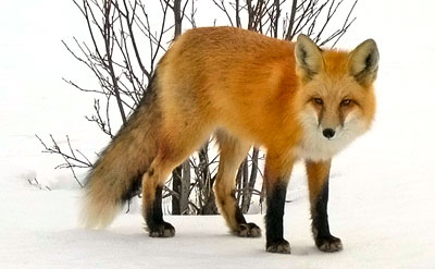 Red fox near Redstone Colorado